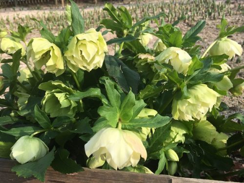 クリスマスローズ