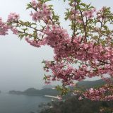 河津桜