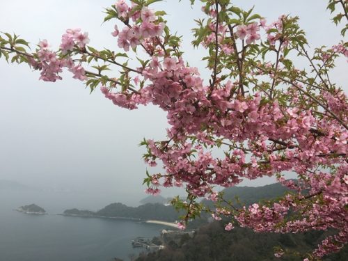 河津桜