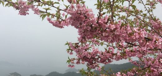 河津桜