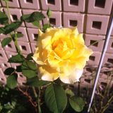 四季咲き薔薇