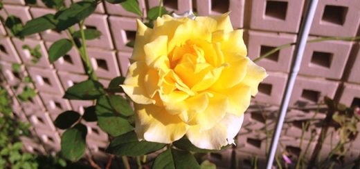 四季咲き薔薇
