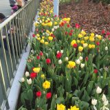 チューリップ