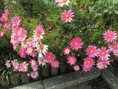 ディモールホセガ