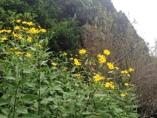 キバナコスモス