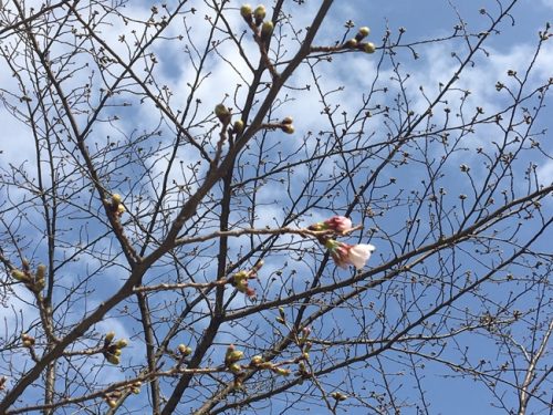 桜開花宣言