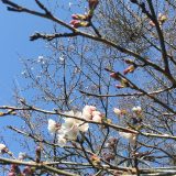 桜開花