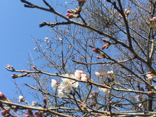 桜開花