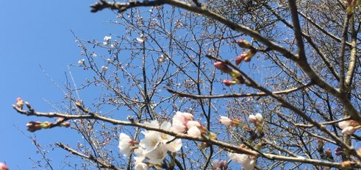 桜開花