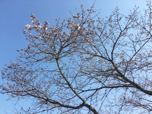 桜