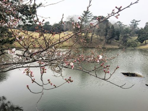万年池の桜