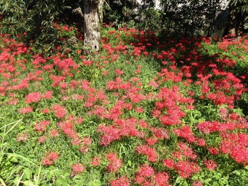 彼岸花