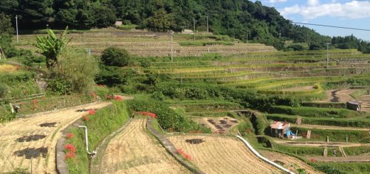 棚田