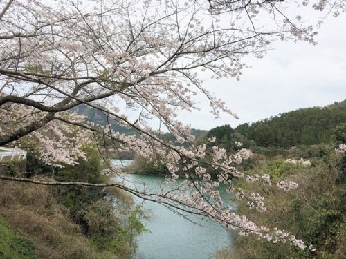 高瀬湖の桜