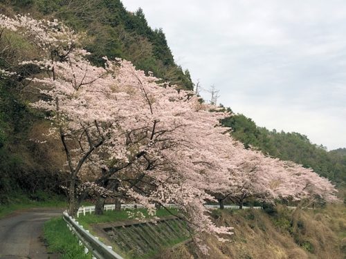満開の桜