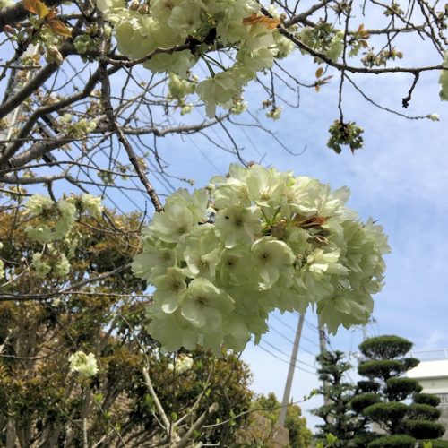 八重桜
