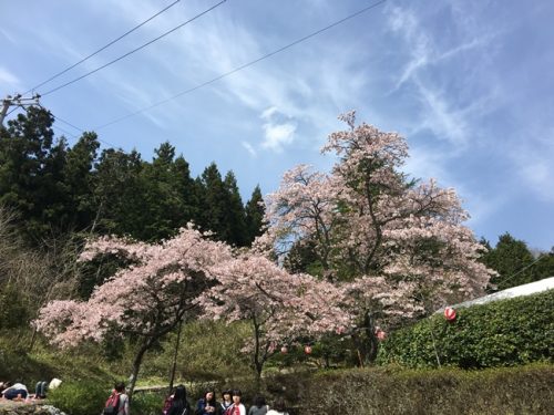 満開の桜