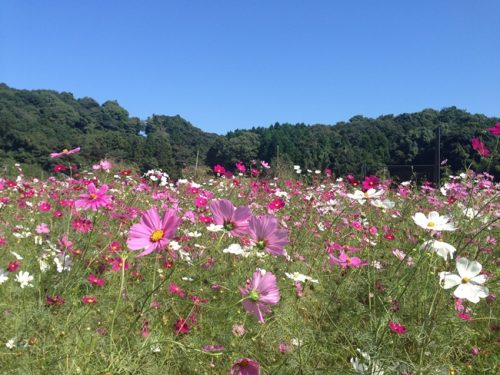 コスモス