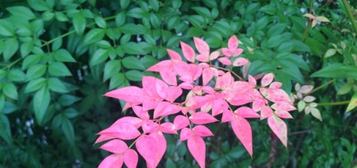 紅葉