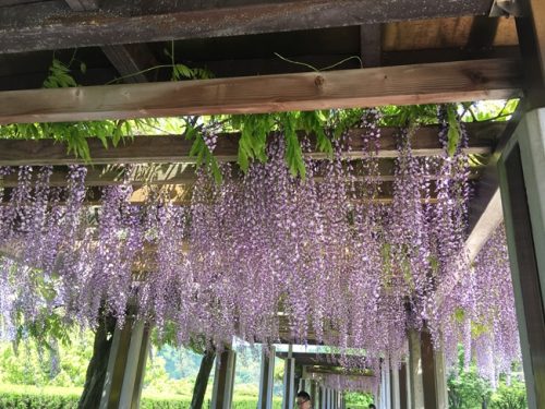 藤棚