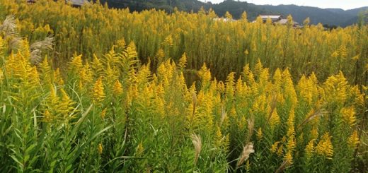 セイタカアワダチソウ