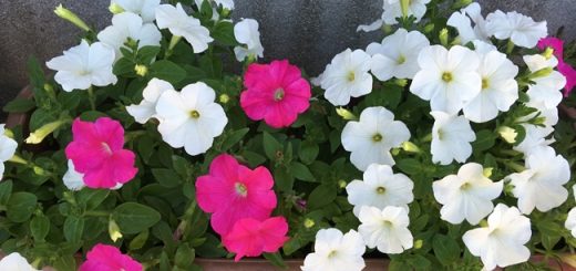 ペチュニア