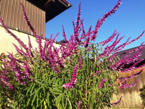 アメジストセージ