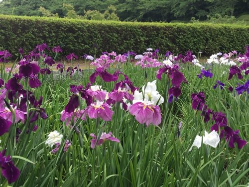 花菖蒲2