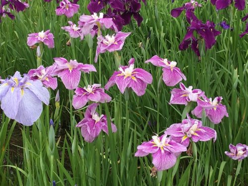 花菖蒲1
