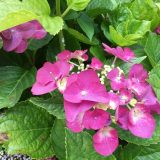 紫陽花