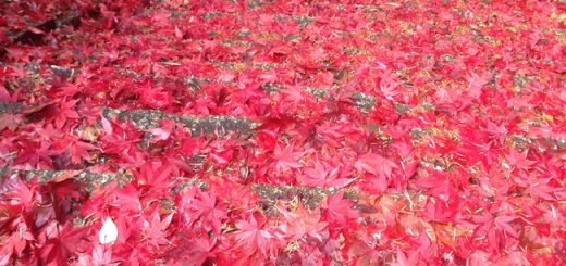 深紅のじゅうたん