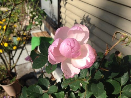 木枯らしの薔薇