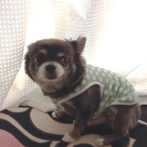 ゆう君トリミング