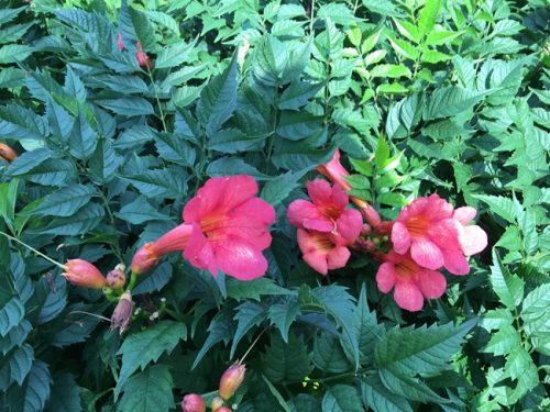 ノウゼンカズラ