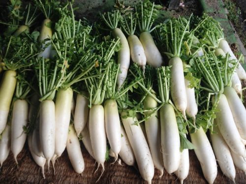 大根達