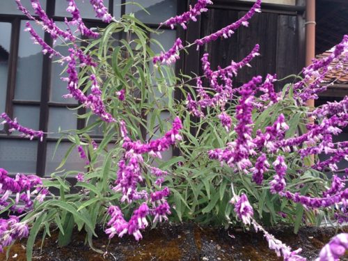 アメジストセージ