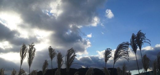 冬の空
