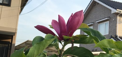 木蓮が