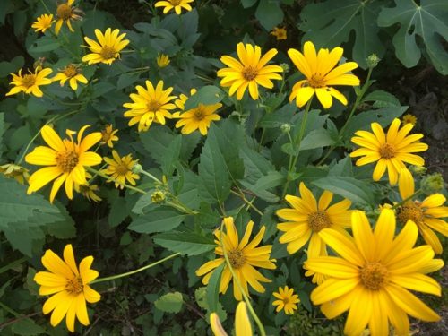 アラゲハンゴンソウ