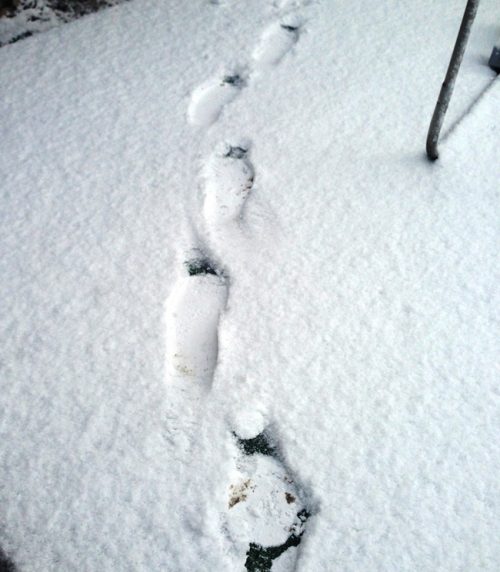新雪