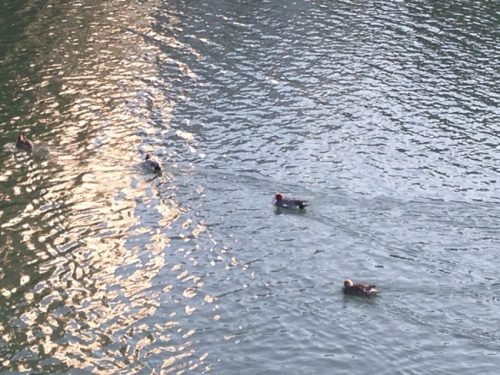 元安川のカモ達