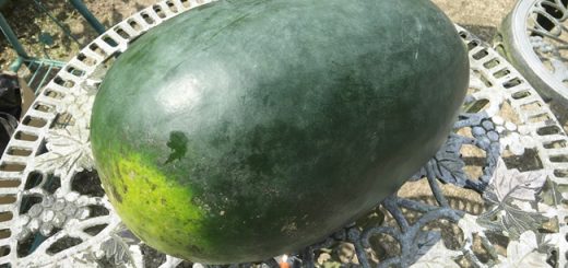 スイカ
