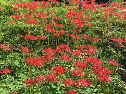 花のじゅうたん