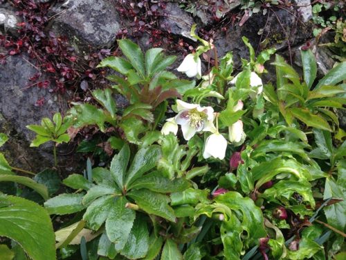 クリスマスローズ