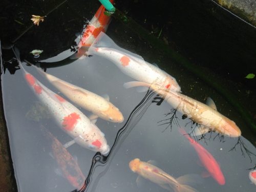 いけの鯉1