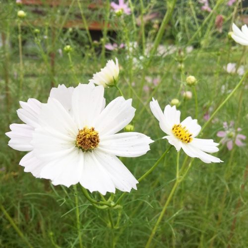 コスモス
