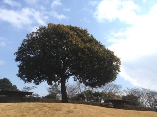 あの木なんの木