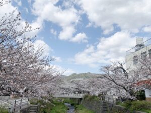 満開の桜の競演　(1)
