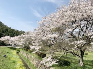満開の桜の競演　(2)