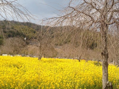 菜の花